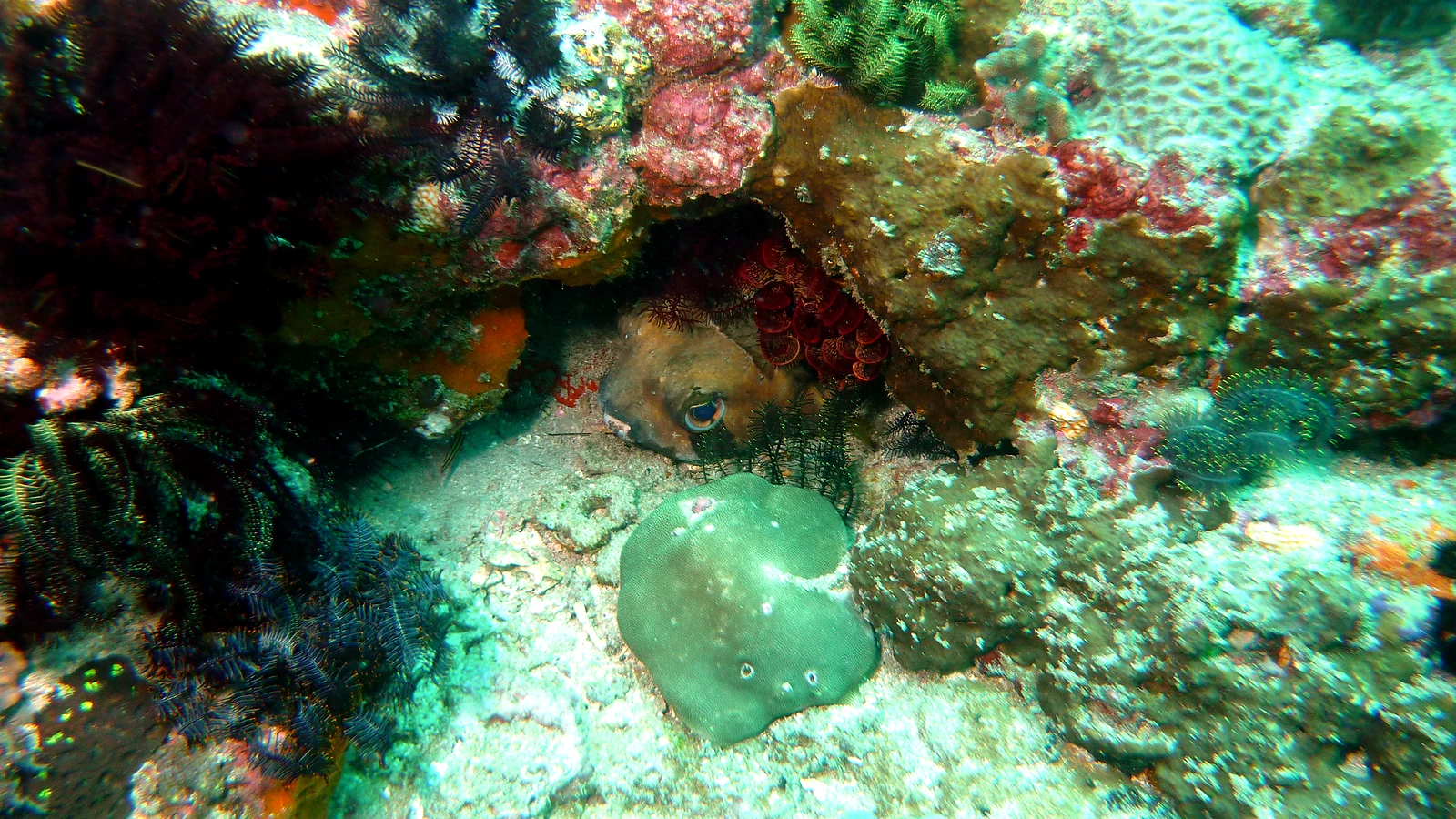 Tanjung Jepun: Bali unter Wasser im Detail.