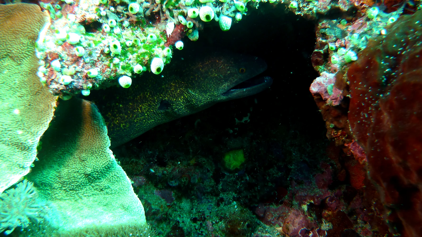 Tanjung Sari: Bali unter Wasser im Detail.