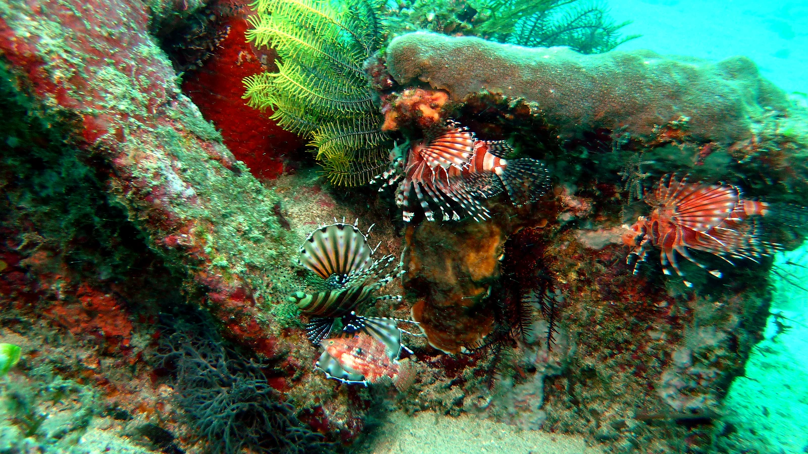 Three Fingers: Bali unter Wasser im Detail.