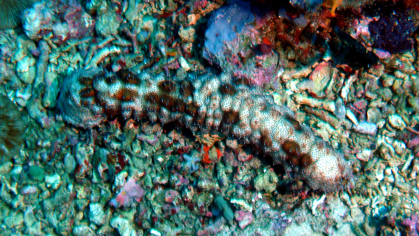 Toyapakeh: Bali unter Wasser im Detail.