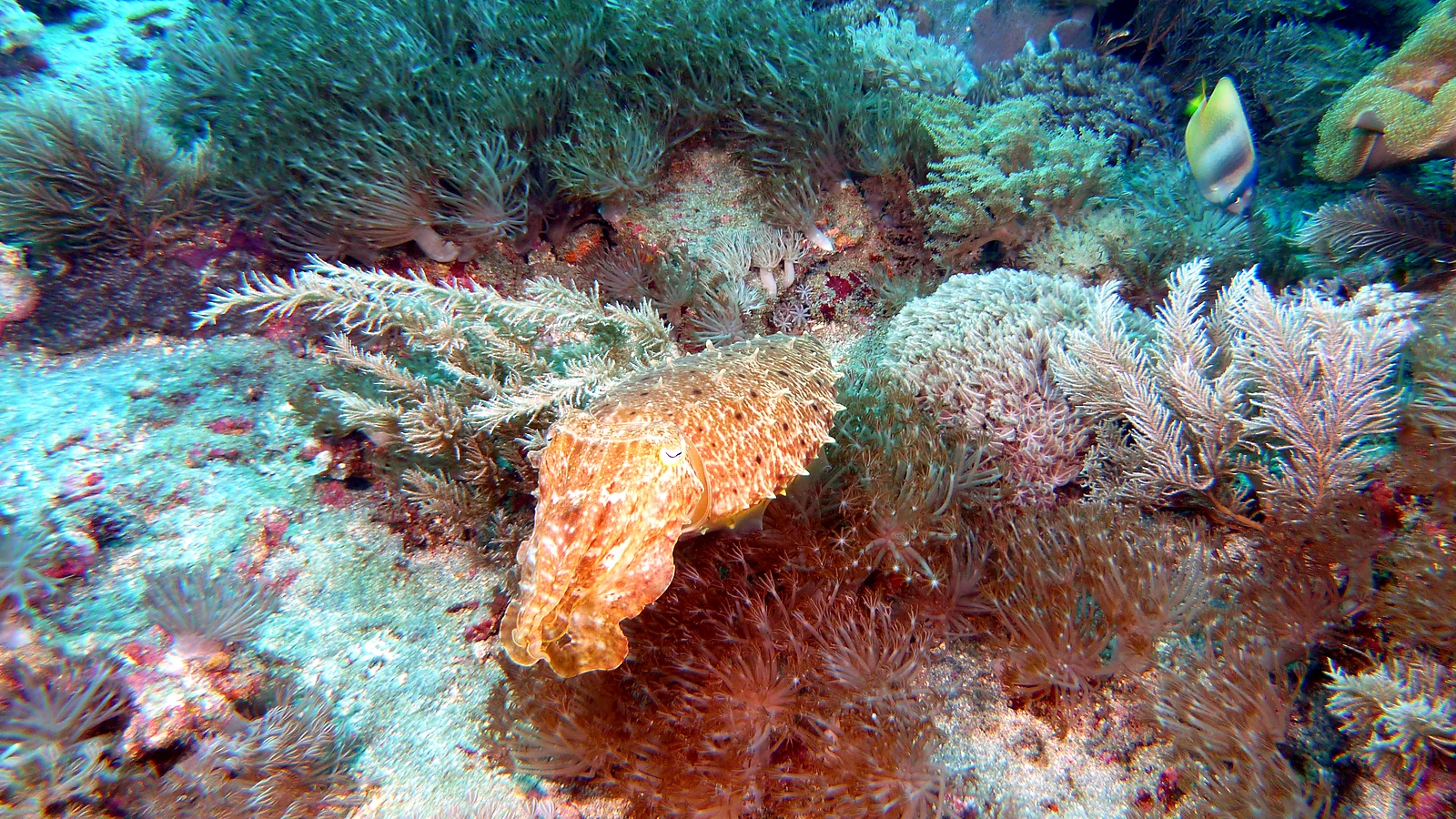 Tulamben Drop-Off: Bali unter Wasser im Detail.