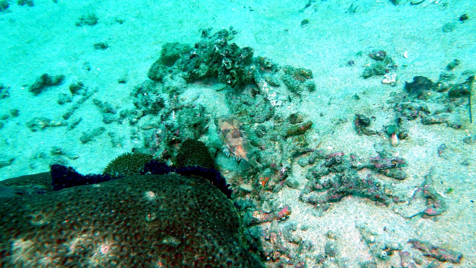 Turtle Neck: Bali unter Wasser im Detail.