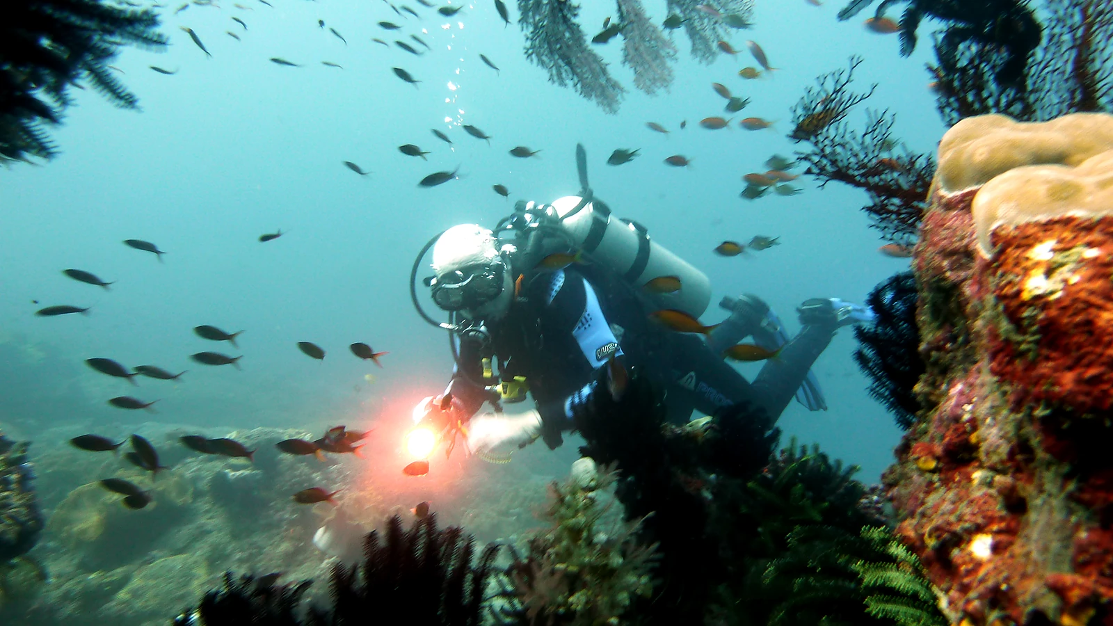 Schnorcheln zwischen Korallen und tropischen Fischen.
