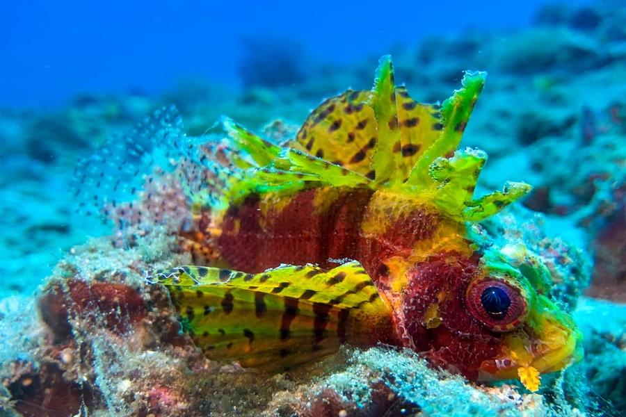 Kleiner Skorpionfisch beim Makrotauchen